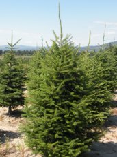 Subalpine Fir